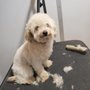Photo of Little Rascal's Salon