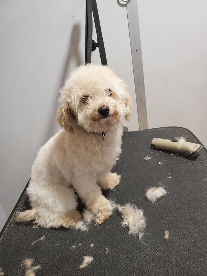 LITTLE RASCAL’S SALON - Updated January 2025 - 8601 Edison St NE