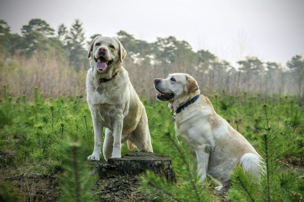Reid's K-9 Kennels - pet boarding facility in Cedar Rapids, IA