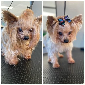 NorthShore Grooming - Pet Groomers Near Me - Slidell, Louisiana NorthShore Grooming - Pet Groomers Near Me - Slidell, Louisiana