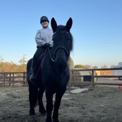 Equestrian Acres - Riding School & Boarding - Equestrian Acres