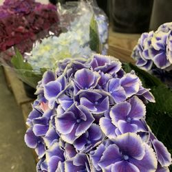 The Flower Market on 7th Street - Hydrangeas are my fave!! And they have pretty variations to choose from in the cooler!!