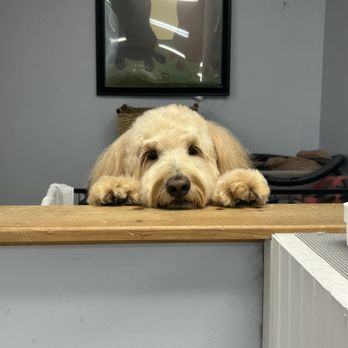 Shaeli’s Place Grooming - Poppy-is my mom here yet? - Pet Groomers Near Me - Manchester, New Hampshire Shaeli’s Place Grooming - Poppy-is my mom here yet? - Pet Groomers Near Me - Manchester, New Hampshire