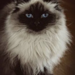 Our Himalayan cat, Miia, had 6 infected teeth that needed extraction. She's a new cat now! Our Himalayan cat, Miia, had 6 infected teeth that needed extraction. She's a new cat now!