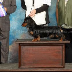 Sweetnlow Dachshund - CH Sweetnlow's Every Beat Of My Heart "Bruno"