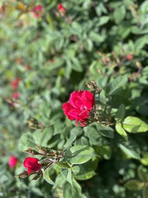 International Rose Test Garden by null