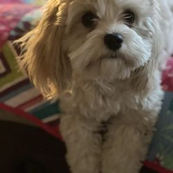 Your Mutt Hutt - Happy clean puppies
