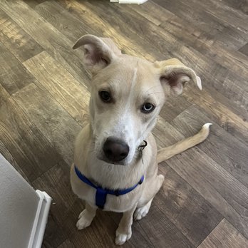 Animal Oasis - Pet Groomers Near Me - Reno, Nevada Animal Oasis - Pet Groomers Near Me - Reno, Nevada