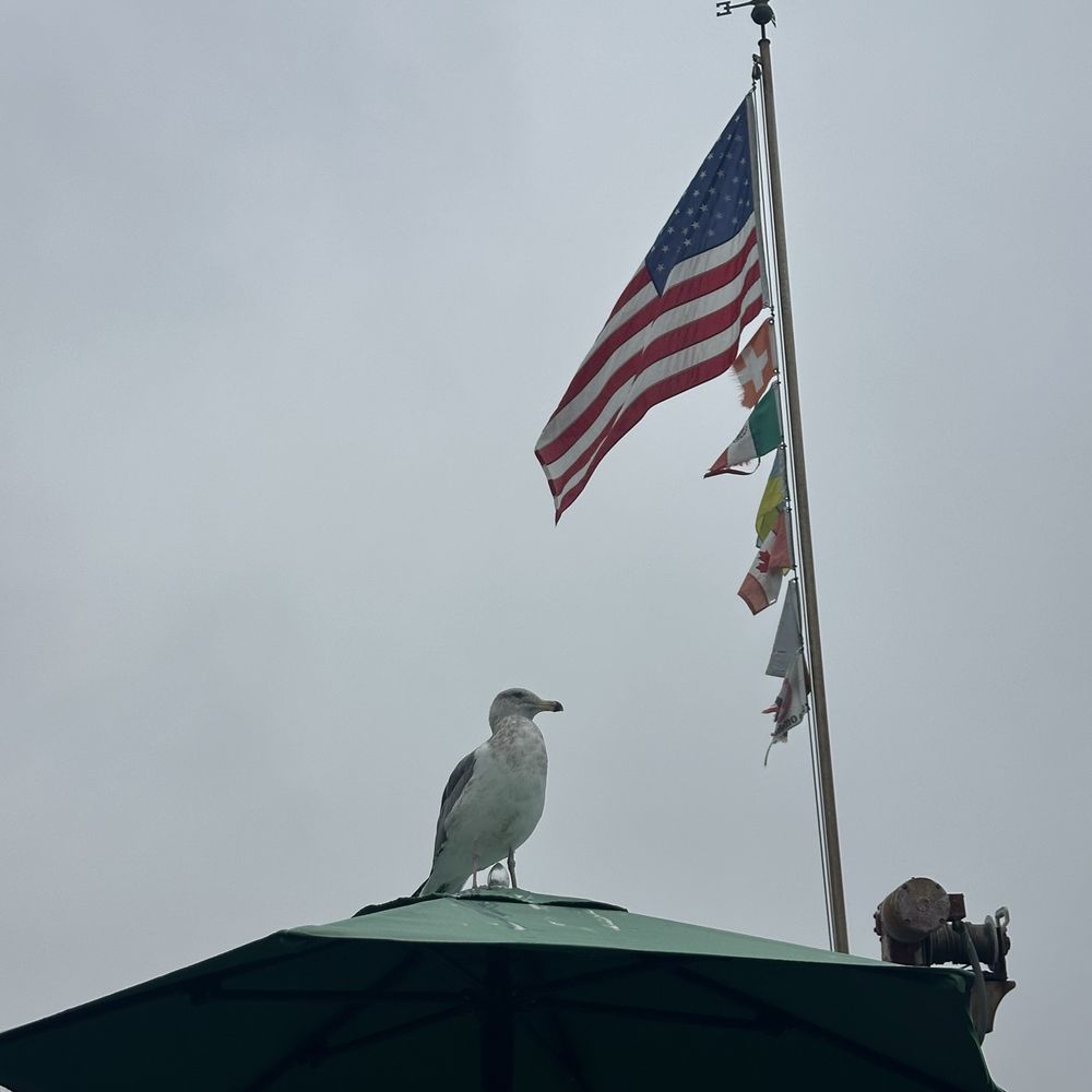 Tognazzini's Dockside Too - Lots of shorebirds and pigeons on the patio - Seafood Near Me - Morro Bay, California Tognazzini's Dockside Too - Lots of shorebirds and pigeons on the patio - Seafood Near Me - Morro Bay, California