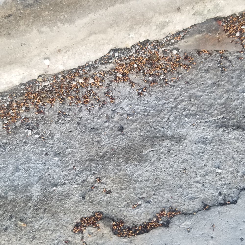 Termite droppings