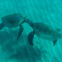 Turtle Town SUP Rentals - Happy Couple!