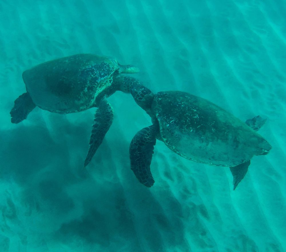 Turtle Town SUP Rentals Logo