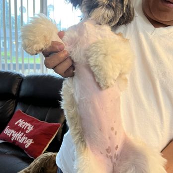 PetSmart Grooming - Pet Training Near Me - Everett, Washington