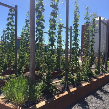 Worthy Brewing - Hops at the source - Breweries Near Me - Bend, Oregon Worthy Brewing - Hops at the source - Breweries Near Me - Bend, Oregon