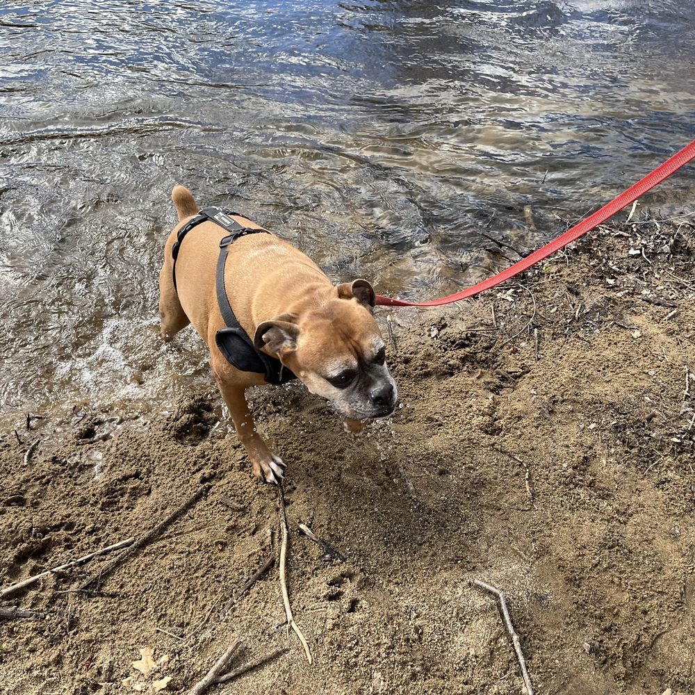 Mr Z's Pipasa - a dog on a leash by the water - Italian Near Me - Plainfield, Connecticut Mr Z's Pipasa - a dog on a leash by the water - Italian Near Me - Plainfield, Connecticut