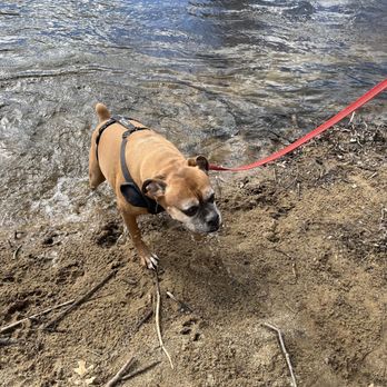 Mr Z's Pipasa - a dog on a leash by the water - Italian Near Me - Plainfield, Connecticut Mr Z's Pipasa - a dog on a leash by the water - Italian Near Me - Plainfield, Connecticut
