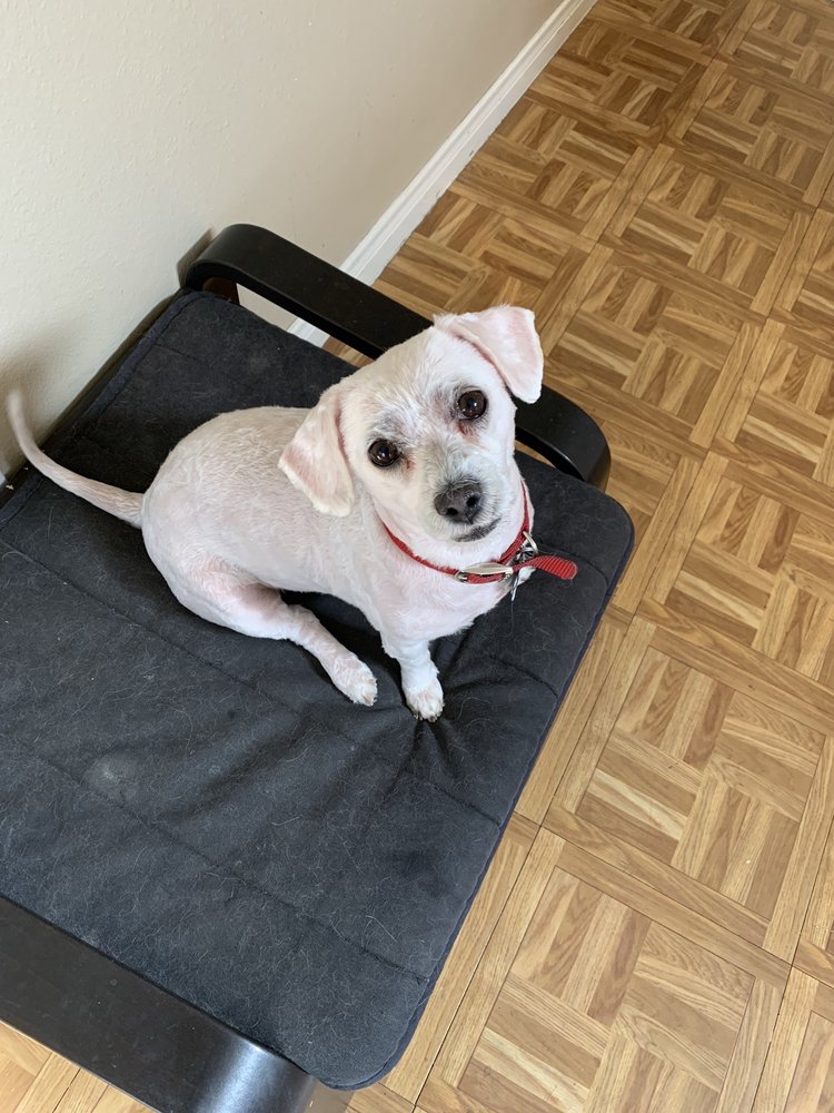 CASUAL CLIPS MOBILE PET GROOMING Updated June 2024 Henderson