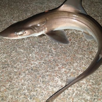 Berkeley Pier - Foot and a half Sand Shark I think - Landmarks & Historical Buildings Near Me - Berkeley, California