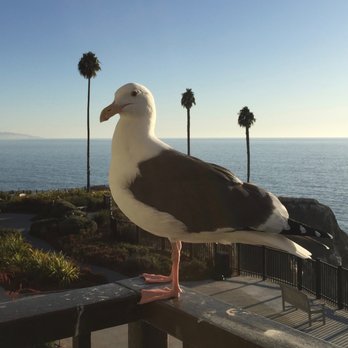 Pismo State Beach - a friendly sea gull - Beaches Near Me - Oceano, California Pismo State Beach - a friendly sea gull - Beaches Near Me - Oceano, California