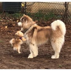 Mohawk Grooming - This is what he looks like when a reputable,  intelligent,  skilled groomer dose their magic...