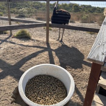 Ostrichland USA - Hungry Ostrich peeking over at the food bowl - Attraction Farms Near Me - Solvang, California Ostrichland USA - Hungry Ostrich peeking over at the food bowl - Attraction Farms Near Me - Solvang, California
