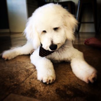 Aardbark Grooming - Pet Groomers Near Me - Gilbert, Arizona