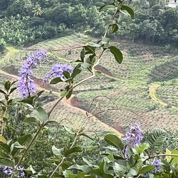 El Cepo - View of a Coffee Plantation from the Viewpoint - Steakhouses Near Me - Lares, Puerto Rico