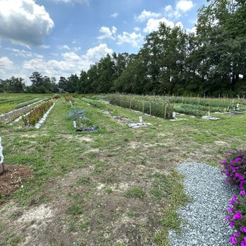Purple Bloomers Lavender Farm - Farms Near Me - Lillington, North Carolina
