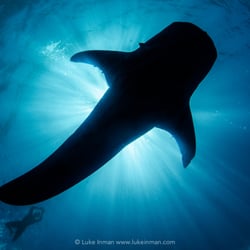 Cortez Expeditions - Whale Sharks