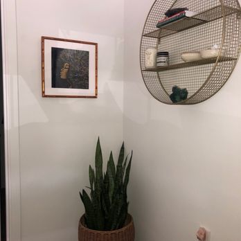 Exotic Plants - Beautiful full Snake Plant - Nurseries & Gardening Near Me - Sacramento, California