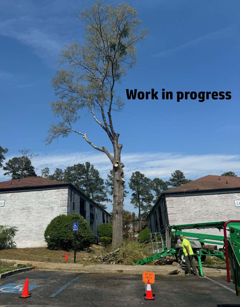 Palmetto Palm & Tree - tree service in Columbia, SC