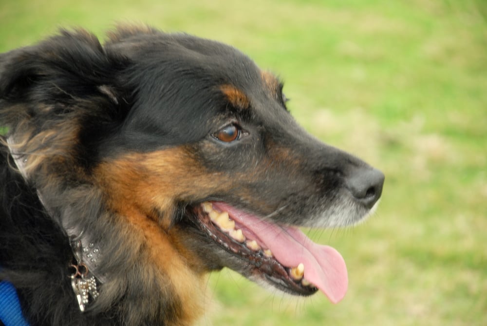 Peanut's Pet Service - pet boarding facility in Hampton, VA