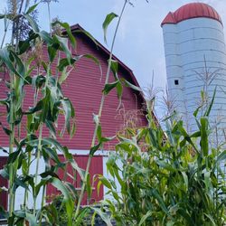 Grist Mill Park - Monster corn stalks