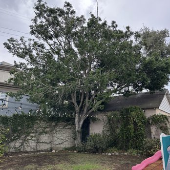 A Timberland Tree Company - BEFORE - Tree Services Near Me - Inglewood, California A Timberland Tree Company - BEFORE - Tree Services Near Me - Inglewood, California