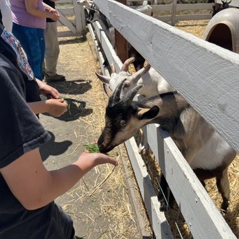 Harley Farms - feeding goats - Cheese Shops Near Me - Pescadero, California Harley Farms - feeding goats - Cheese Shops Near Me - Pescadero, California