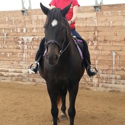 Equestrian Arts - Our indoor facility provides comfortable riding all year long.