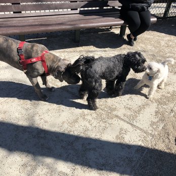 Mashpee Dog Park - Getting to know each other.. - Dog Parks Near Me - Mashpee, Massachusetts