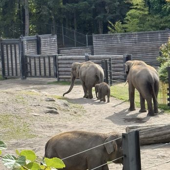 Oregon Zoo - Baby elephant - Zoos Near Me - Portland, Oregon