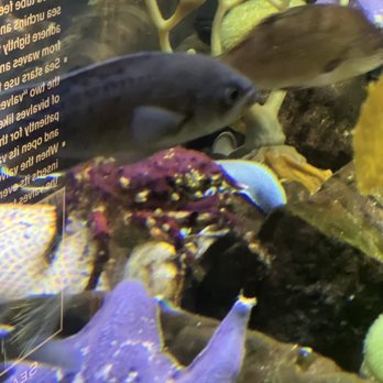 Downtown Aquarium - Museums Near Me - Denver, Colorado Downtown Aquarium - Museums Near Me - Denver, Colorado