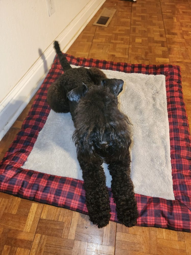 THE KENNELS Updated August 2024 13 Photos & 16 Reviews 12736