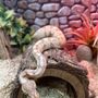 Photo of S&K Pet Shop & Supplies