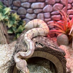 S&K Pet Shop & Supplies - Banana ball python