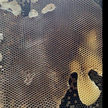 Busy Bee Removal - Pest Control Near Me - Burbank, California Busy Bee Removal - Pest Control Near Me - Burbank, California