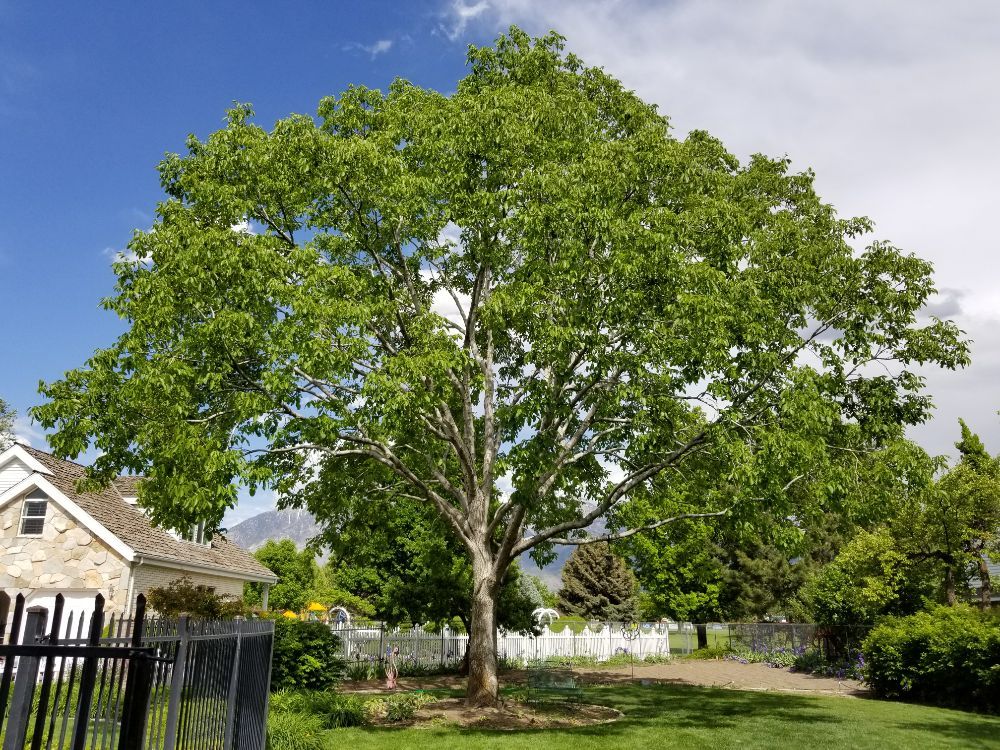 Ixta Tree Experts - tree service in Orem, UT