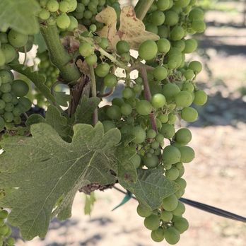 Oak Farm Vineyards - Wineries Near Me - Lodi, California