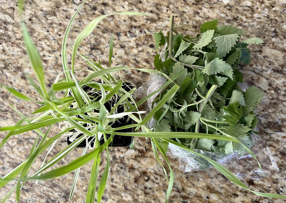 Cherry Valley Organics