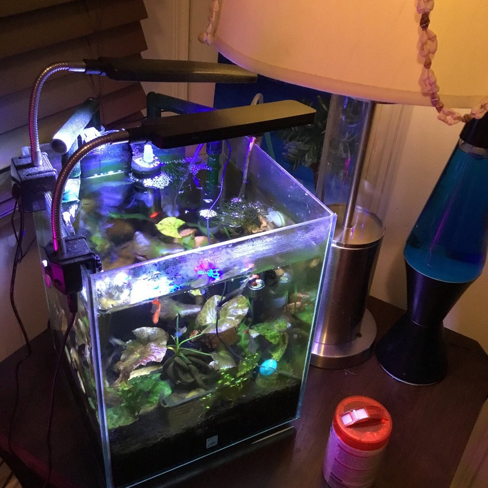 Mike The Fish Guy - Aquarium Services Near Me