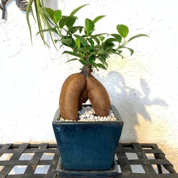 The Herbery - Bonsai ginseng ficus tree. - Nurseries & Gardening Near Me - Denver, Colorado