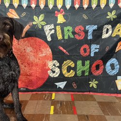 Elite K-9 - Cobie posing for his first day of school!