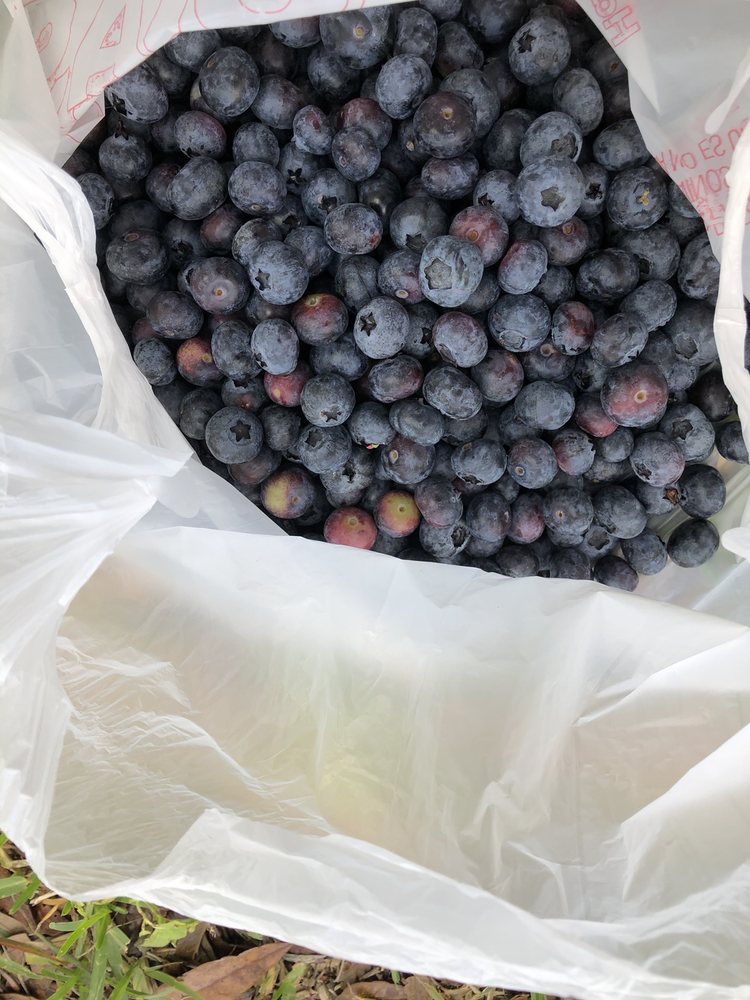 WACHAHOOTA FARMS UPICK BLUEBERRIES Updated October 2024 13 Photos